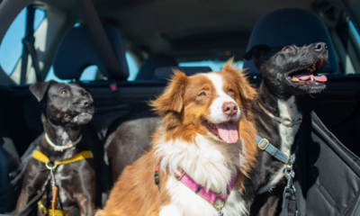 Leaving a Dog in the Car: The Effects of High and Low Temperatures